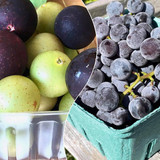 Agriberry Farm and CSA