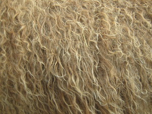 Stellas Fiber Farm
