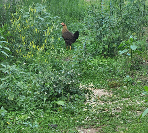 BumbleCluck Farm
