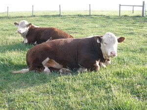 Oak Creek Farm