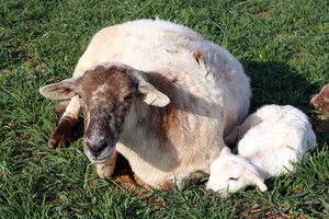 Quiet Acres Farm