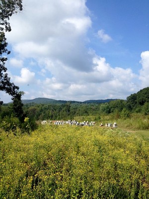 Mountain Sweet Honey Co.