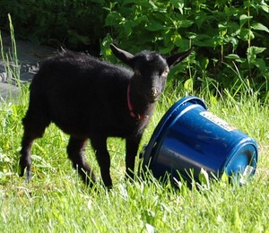 Herding Cats Acre