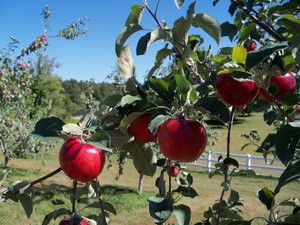 Autumn Harvest Orchard, LLC