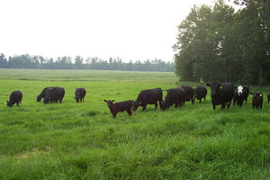 O'Donnell's Farm