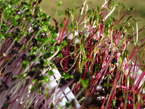 Nearby Microgreens