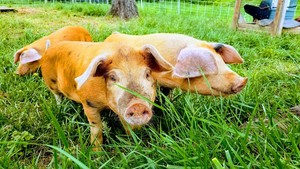 Longbottom Farm LLC
