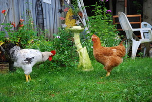Dancing Girl Bees & the Midnight Farmer