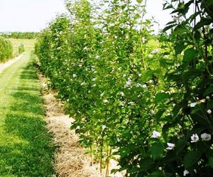 Manoff Market Gardens