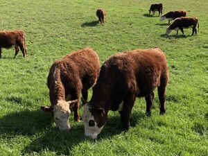 Catherine's Cattle Ranch