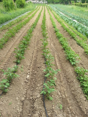 Seedswell Vegetable Farm