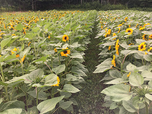 Anawan Farm