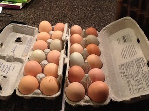 Billie's Bodacious Birds