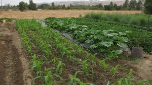 Foothill Farm