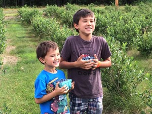 Blueberry Acres