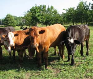 Riley Farm