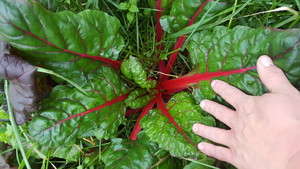 Hall Farms CSA
