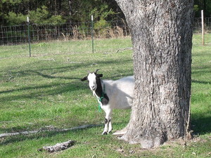 Manley Farms