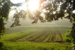 Roby's Organic