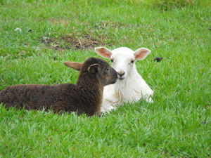 Abundant Blessings Farm, LLC