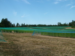Venturi-Schulze Vineyards
