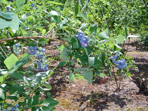 Macomber's Blueberry Farm