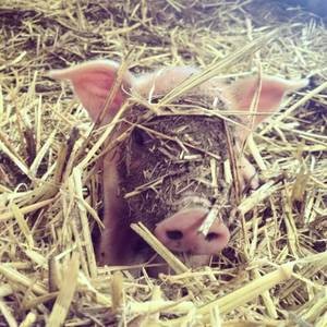 Napa Valley Swine
