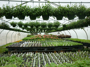 Prevette Family Farm