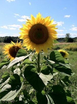 Sunnyfield Farm & Baking Co.