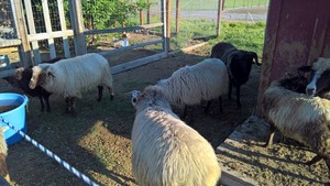 Lazy G Ranch & Rabbitry