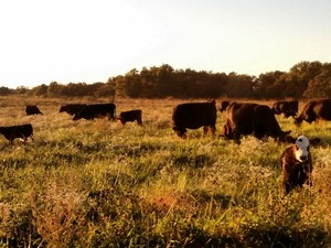 Fed From The Farm - Pickup Kansas City Delivery