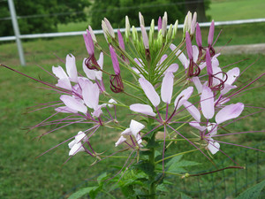 On the Farm in Oklahoma