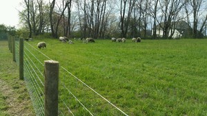 BlueLand Farm