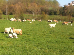 Maranatha Meadows