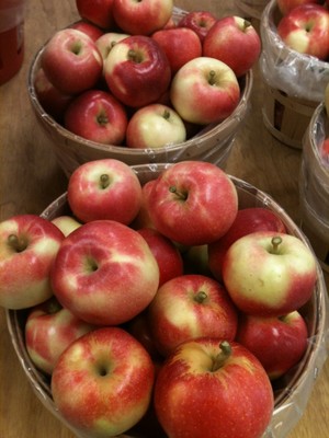Masonic Village Farm Market