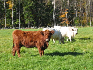 Rocky Meadow Farm