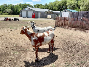 Meat Goats in DFW