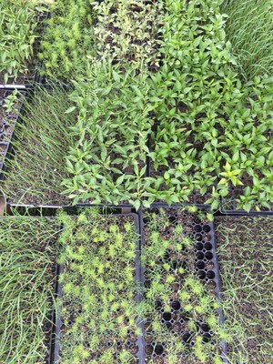 Tranco Farms Garden