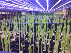 Grow It Forward Greenhouse Project Inc.