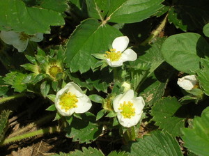 Katie O's Garden