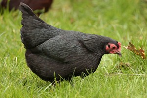 Sosoni Farm & Feed