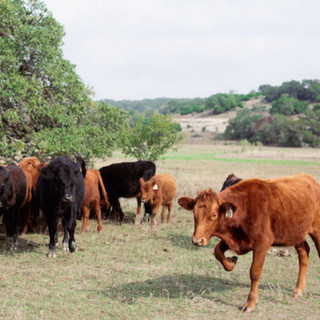 Central Texas Farmers Co-op