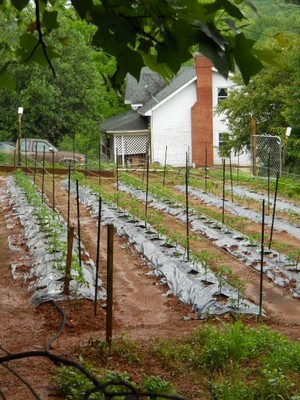 Mill River Farm
