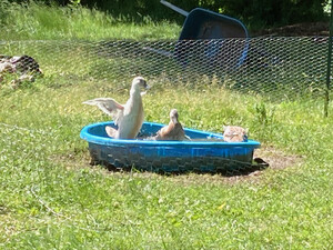 Ducky Lucky's Fresh Eggs