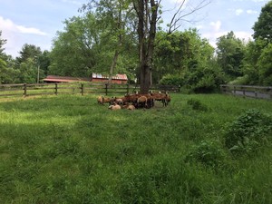 Ritter Farm