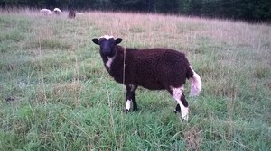 Swift Creek Farm
