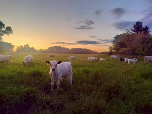 Bouressa Family Farm