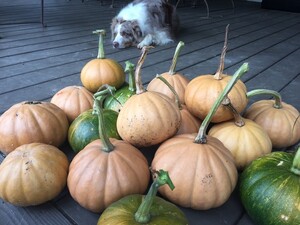 Laurel Hill Farm