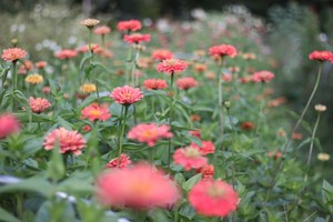 Tanglebloom Flower Farm