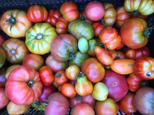 Down to Earth CSA